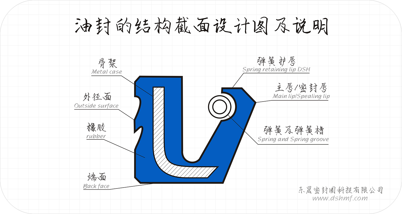 油封截面結(jié)構(gòu)解剖圖